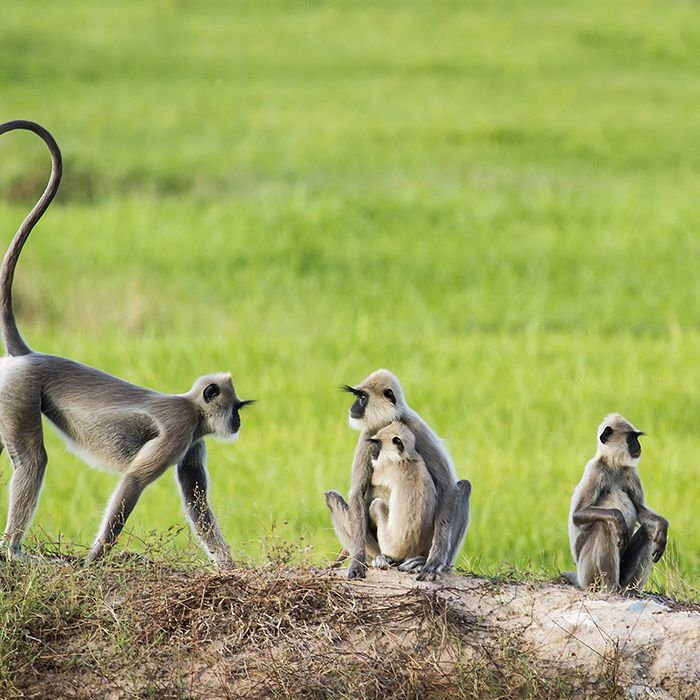 Sri Lanka, Monkeys, Wildlife